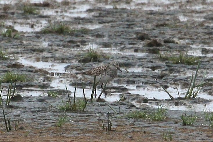 Adult White-rumped Sandpiper, Musselburgh old scrapes (15/07/25)