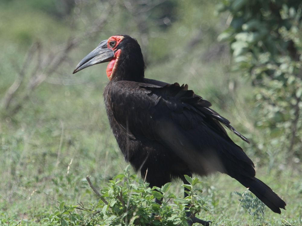 Southern Ground Hornbill, KNP