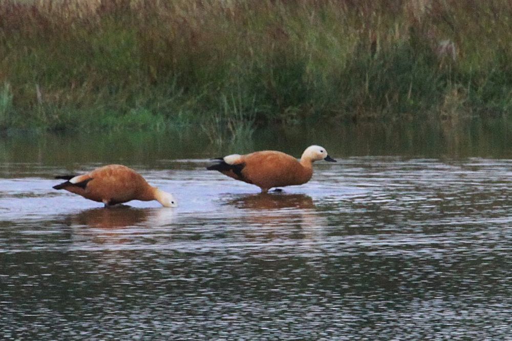 Ruddy Shelduck pair, old scrapes (15/07/25)