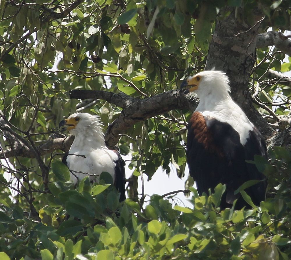 African Fish Eagle, Kruger National Park