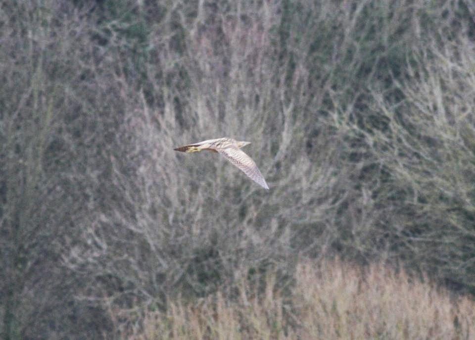 Bittern (February 2013). For a site with very little reedbed cover, this was a welcome surprise during a cold and wet spell. Later seen towards Hellesdon
