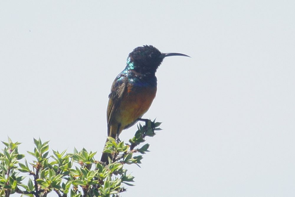 Orange-breasted Sunbird (male), Table Mountain. Endemic to the fynbos biome in the Cape. One of several sunbird species seen in the Cape and South Africa more widely