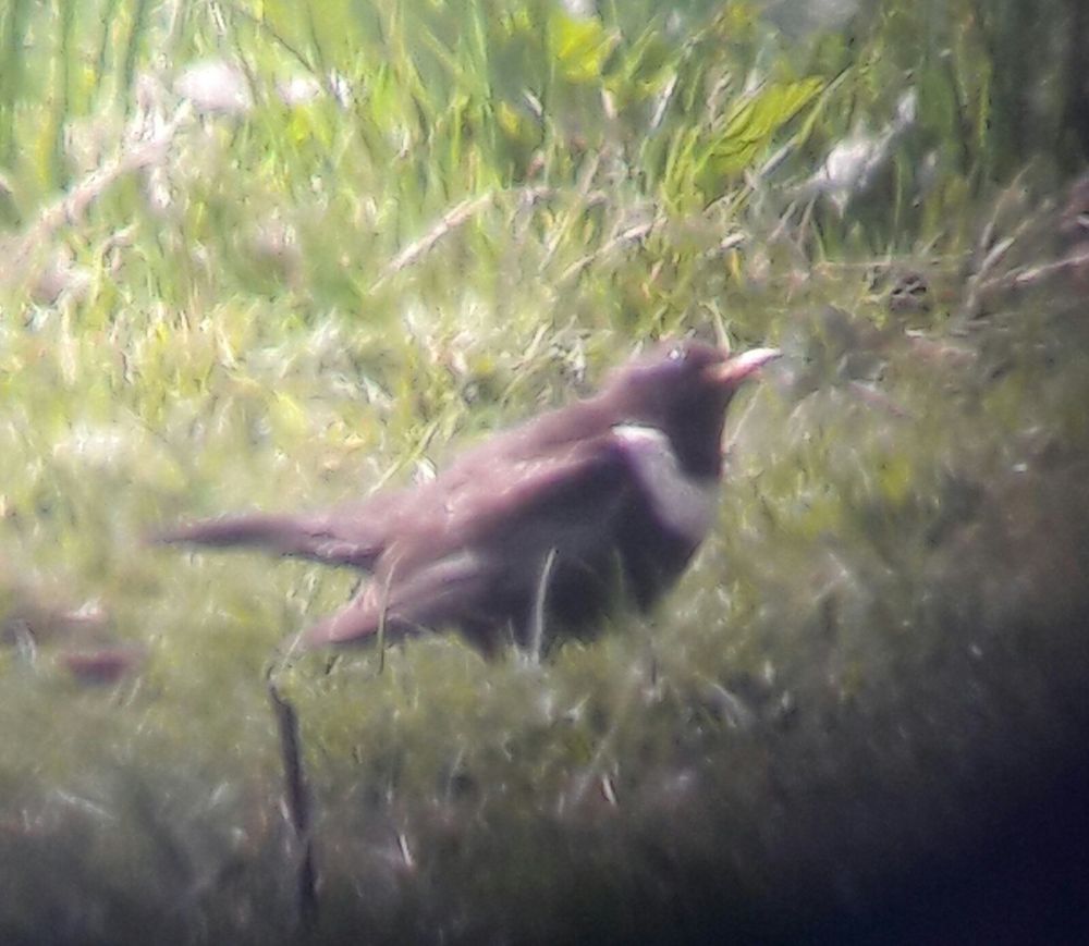 Ring Ouzel (April 2017) -  a pair present for over a week, which were viewable publically from the Marriott's Way and twitched by Norwich locals