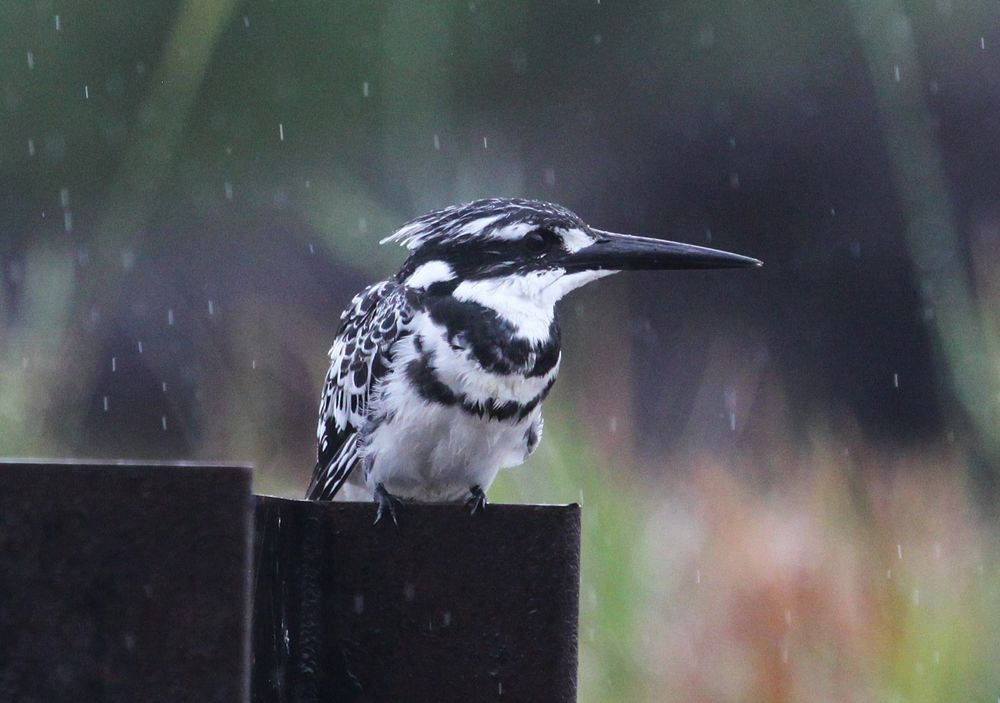 Pied Kingfisher, Kruger National Park