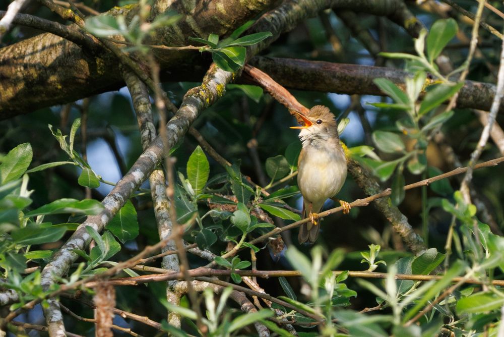 Marsh Warbler (early June 2025) - singing adult male present for a week on my Costessey patch. An unprecedented record for an area with sparse suitable habitat.

📷 - Henry Wyn Jones