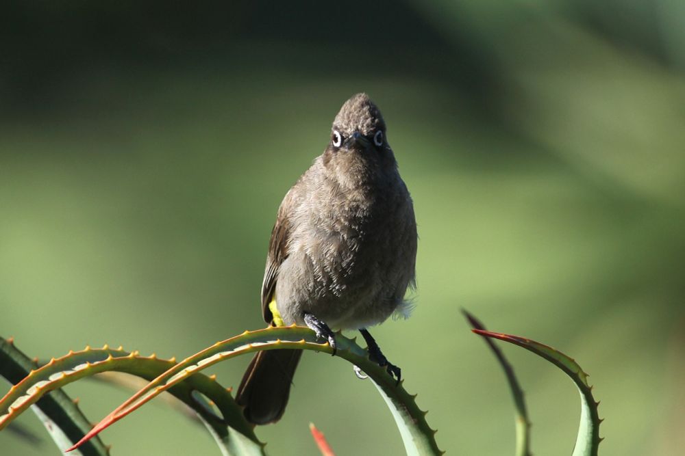 Cape Bulbul, Kirstenbosch Botanical Gardens. One of numerous South African endemics seen in the Cape
