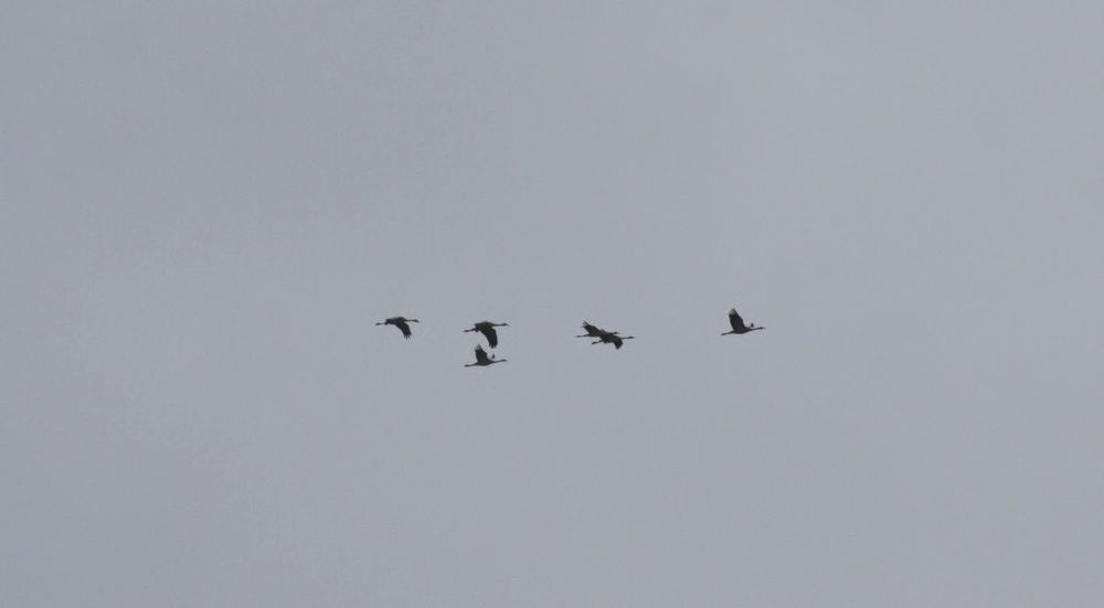 Crane (February 2013) - a flock of 6 over, seen during the same cold/wet spell that brought in Bittern that month