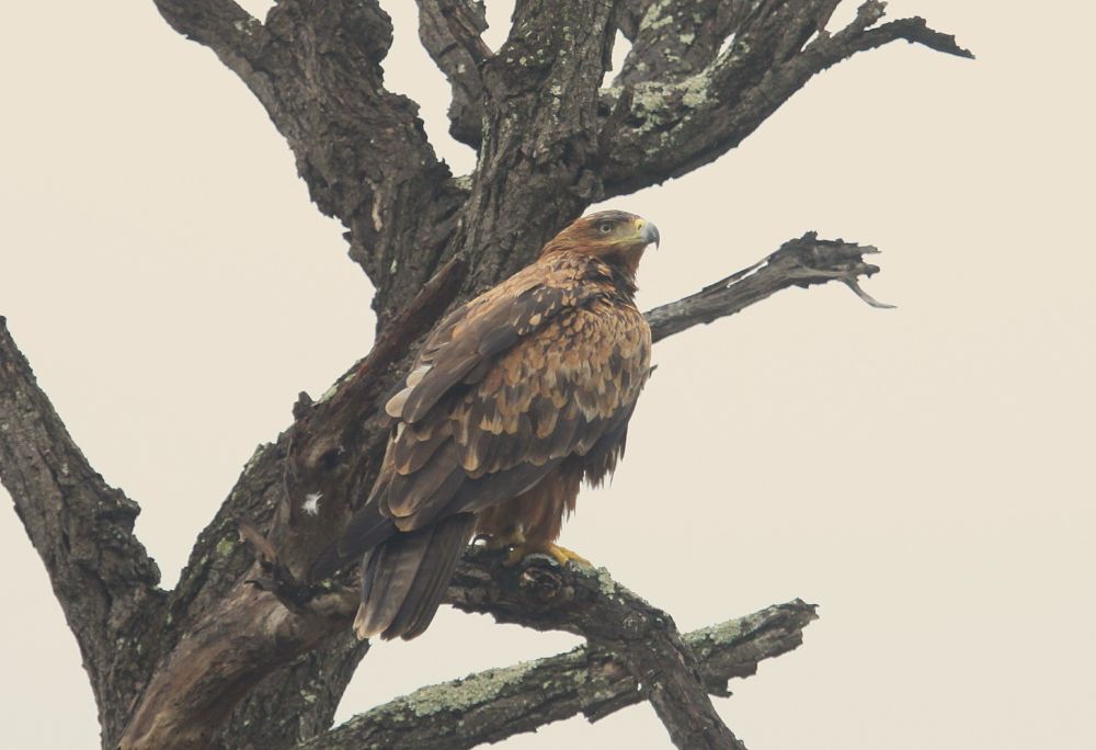 Tawny Eagle, KNP