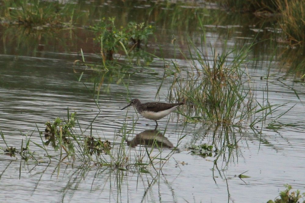 Green Sandpiper, old scrapes (30/06/25)
