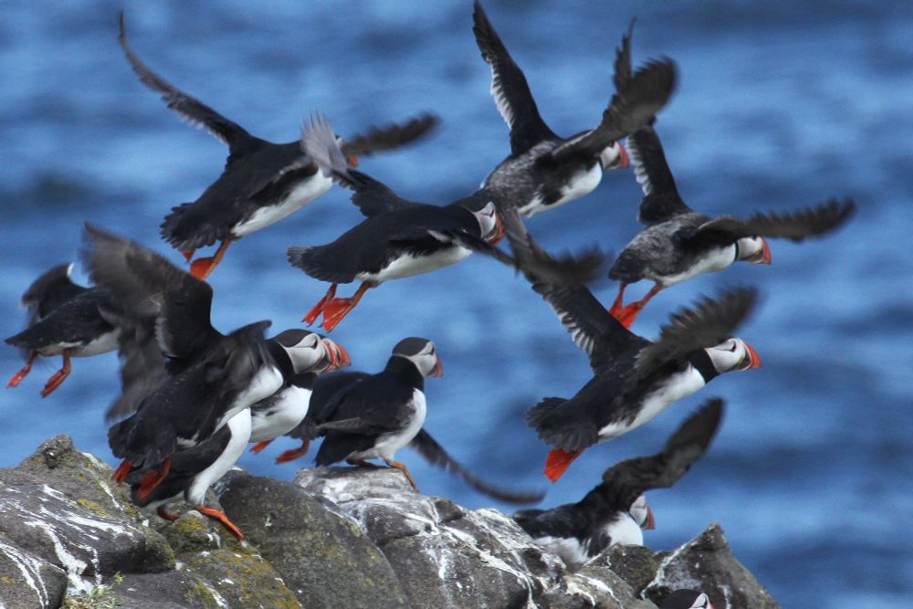 Puffin take off, Isle of May (12/05/25)
