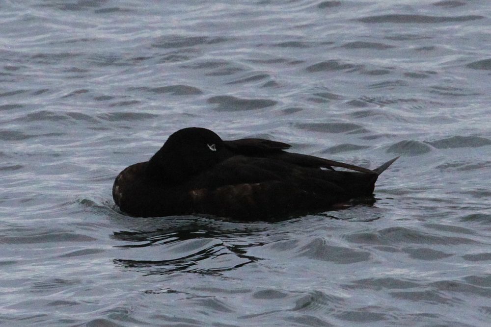 3rd calendar year drake White-winged Scoter off the seawall (30/06/25). Exceptionally close but roosting the whole time!