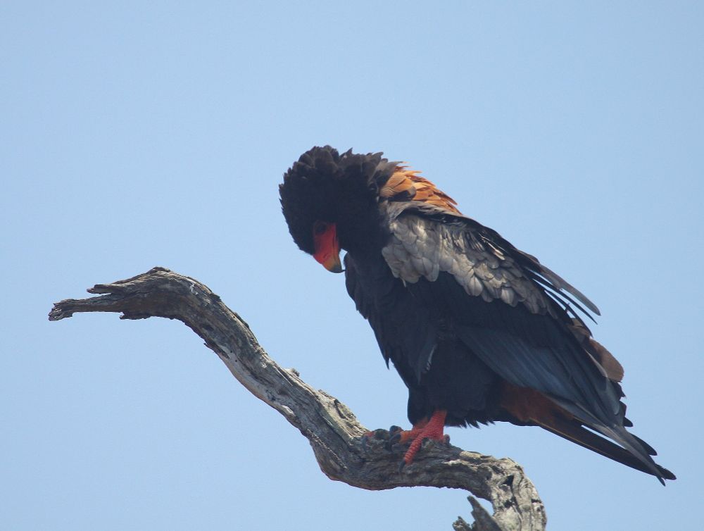 Bataleur, KNP