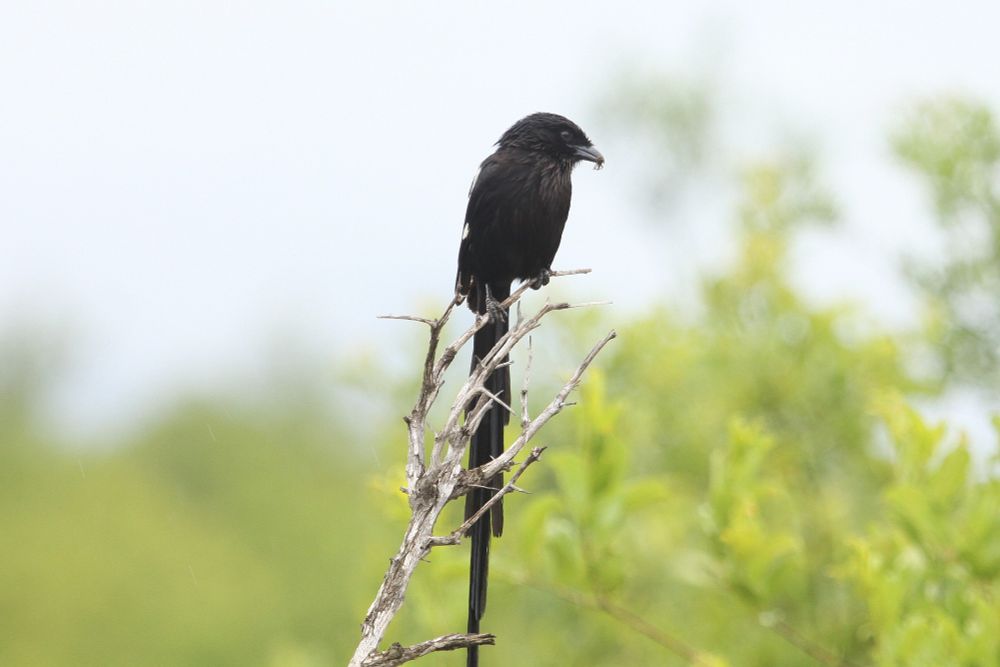 Magpie Shrike (African Long-tailed Shrike), Kruger National Park