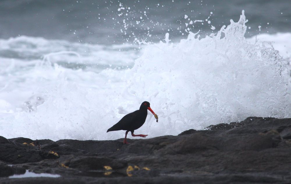African Black Oystercatcher, Southbroom, KwaZulu-Natal