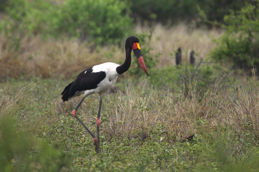 Saddle-billed Stork, Kruger National Park