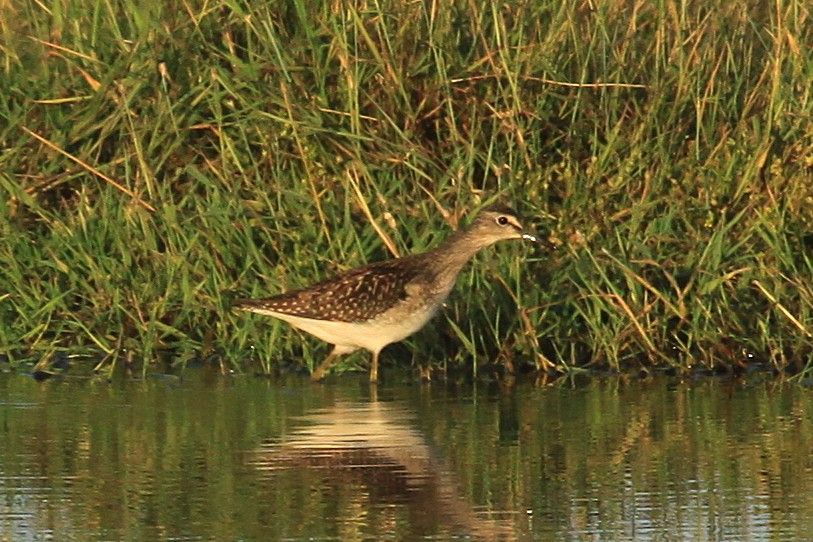 Juv Wood Sandpiper (18/07/25)