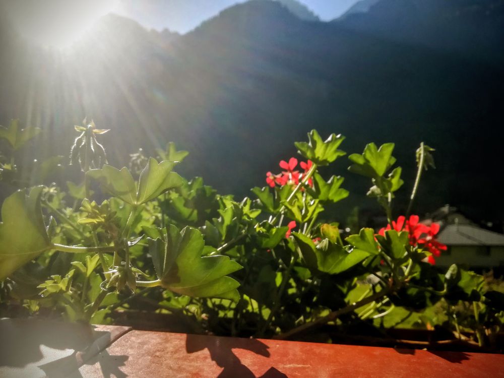 Berge, die Sonne kommt gerade darüberund beleuchtet die Blumen am Balkon.