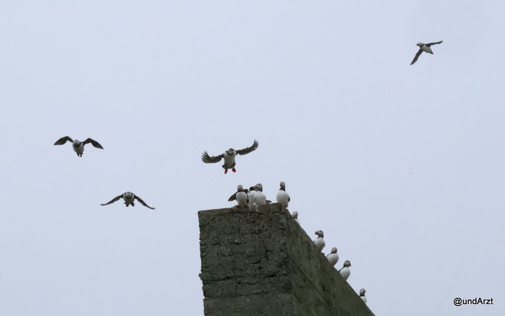 Auf einer Mauer sitzen mehrere Papageientaucher, drei sind anscheinend gerade abgeflogen, ein paar kurz davor. In der Luft fliegt einer quer dazu. 