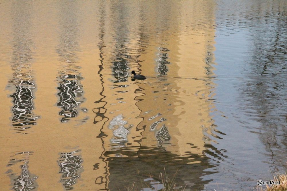 Leicht unruhige Wasserfläche, in der sich ein gelbes Schloss spiegelt.
Ein Blässhuhn schwimmt mittig durchs Bild und verwischt das Spiegelbild des Schlosses umso mehr.