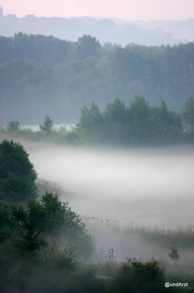Aus dem Nebel steigen dunkle Bäume hoch, im Hintergrund mehrere Schichten Wälder, die immer mehr verblassen