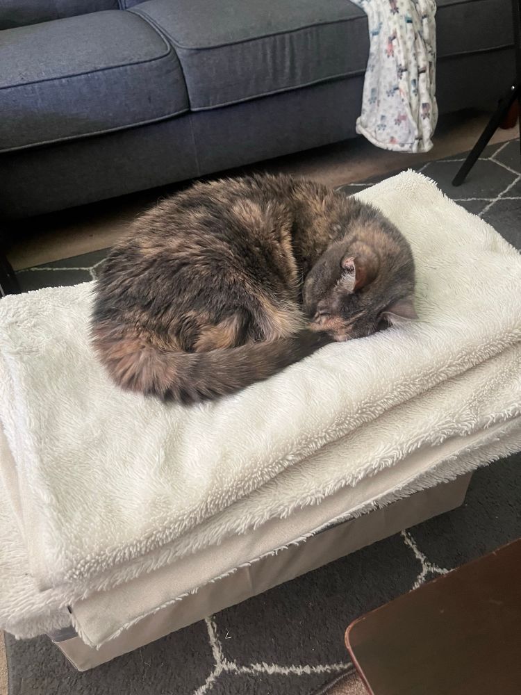 A cute cat snuggled up on top of a blanket