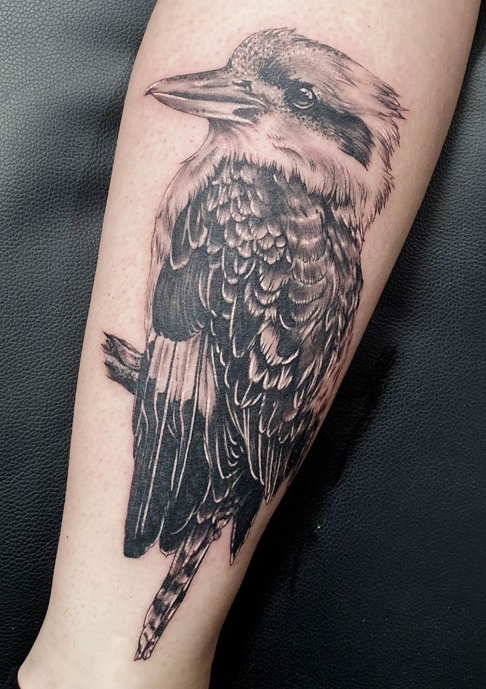 A photograph of a large realistic looking kookaburra tattoo sitting perched on a calf. The tattoo is black and grey.