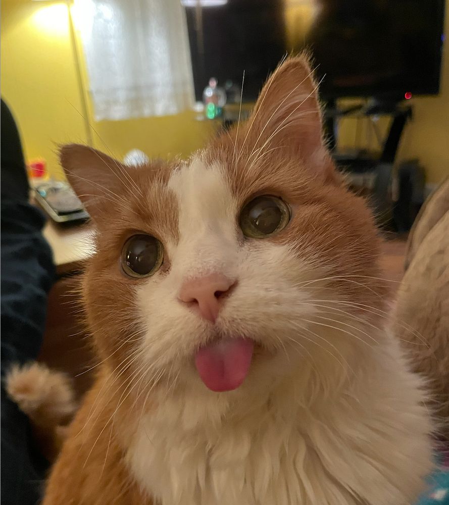 It's wise to read the alt text instead of staring at the photo too long, for Bashi -- an orange-and-white cat with his tongue sticking way out -- is so devastatingly handsome, it may ruin you for other creatures.