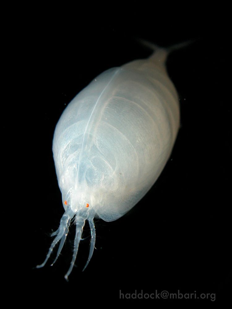 White crustacean with two tiny orange eyes swims toward the camera. S.Haddock © MBARI