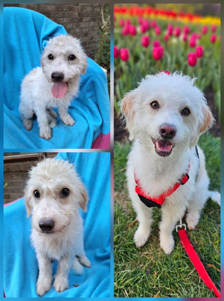 a collage of 3 photos of Oliver, a cream colored dog with tan ears. The two images on the left are his photos from when he was rescued. In them he is sitting on a blue blanket. His body language is tense and he looks stressed. On the right, he is sitting in front of a tulip field, looking relaxed and happy.