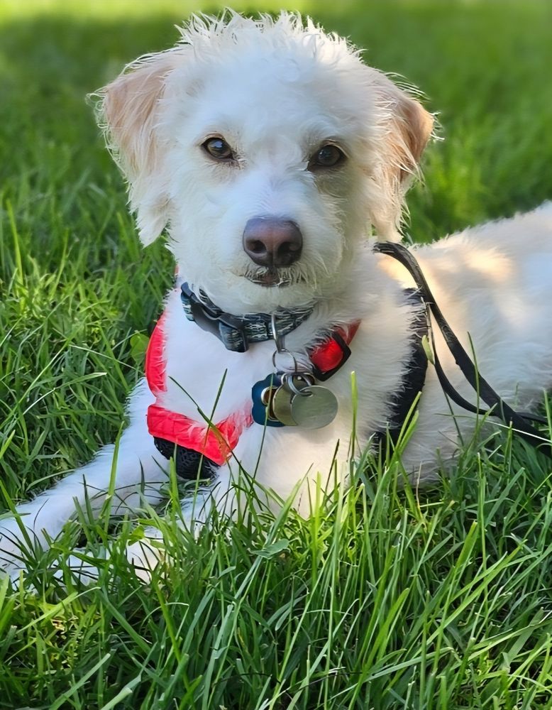 Oliver, a cream colored dog with tan ears, lays in a field.