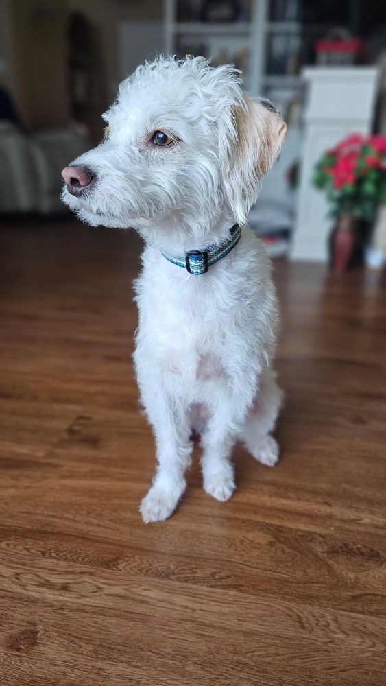 Oliver, a cream dog with tan ears, models his collar.