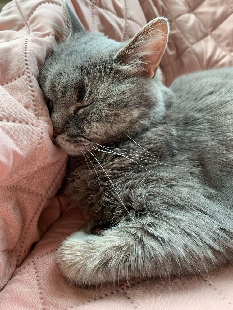 My sweet fluffy grey cat is nestled in the corner of my sofa which is now covered in a pink slipcover. 