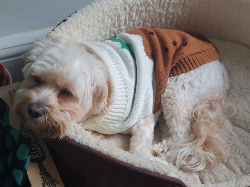 Sleepy dog in a Christmas pudding sweater. 