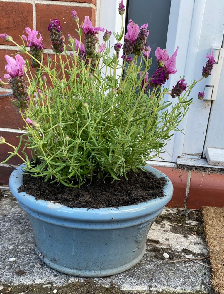 A tub of lavender