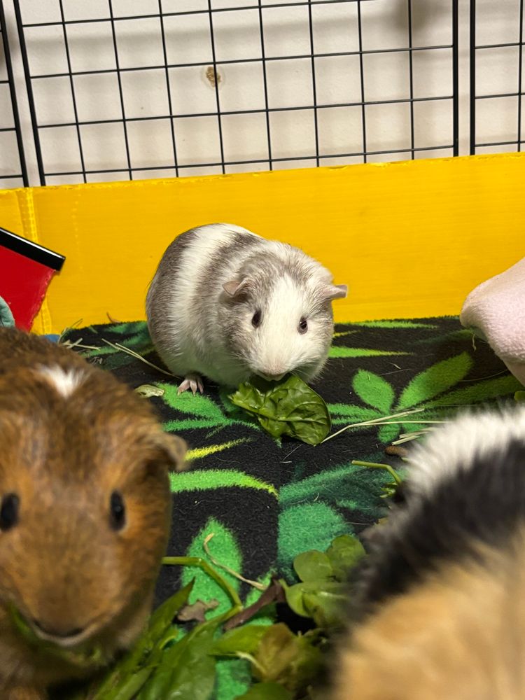 a white guinea pig eats lettuce behind two other guinea pigs in the foreground who are out of focus. she is standing on black looking in two different directions at once.