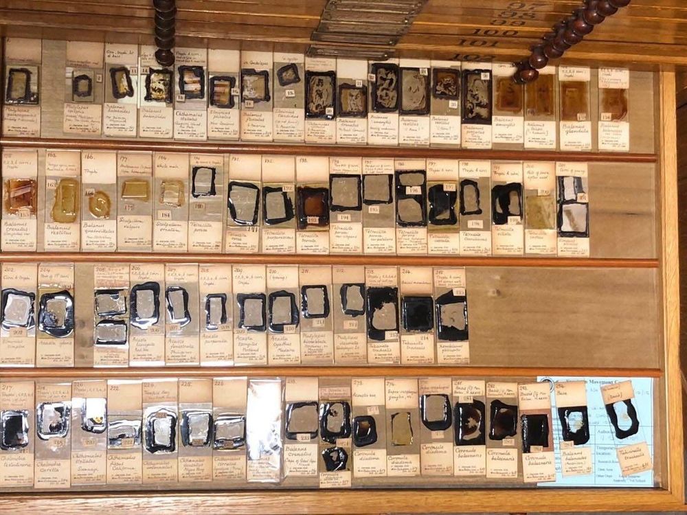 Photo of one of the drawers with dissected barnacle slides from Charles Darwin Collection, University of Cambridge Museum of Zoology. Photo by Javier Luque