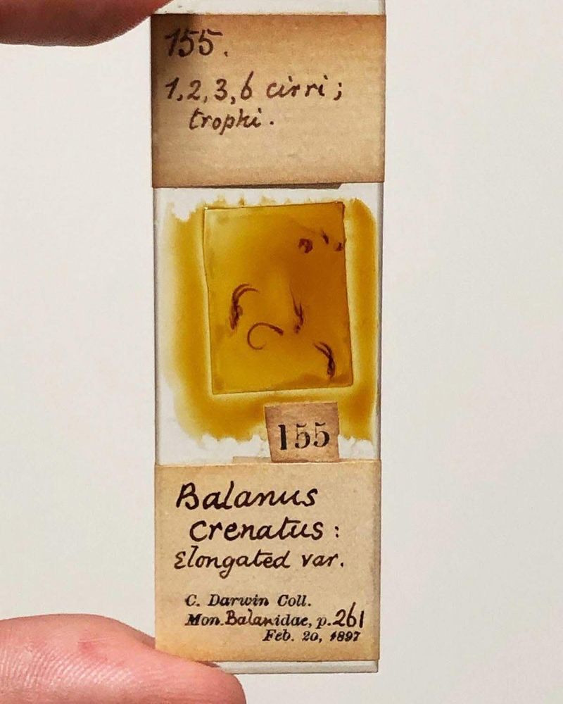 Slide with dissected barnacle Balanus crenulatus, from Charles Darwin Collection, University of Cambridge Museum of Zoology. Photo by Javier Luque 
