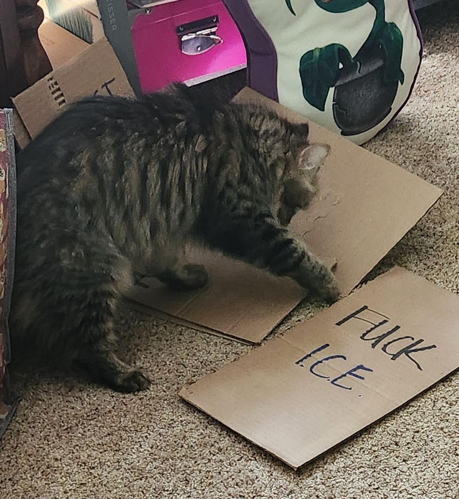Adorable tabby cat bapping at a protest sign that says fuck ice.