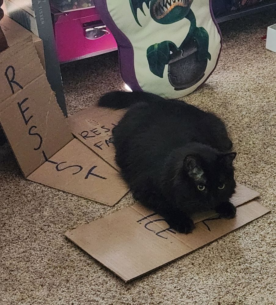 Adorable black cat sitting on protest signs. One sign says resist.