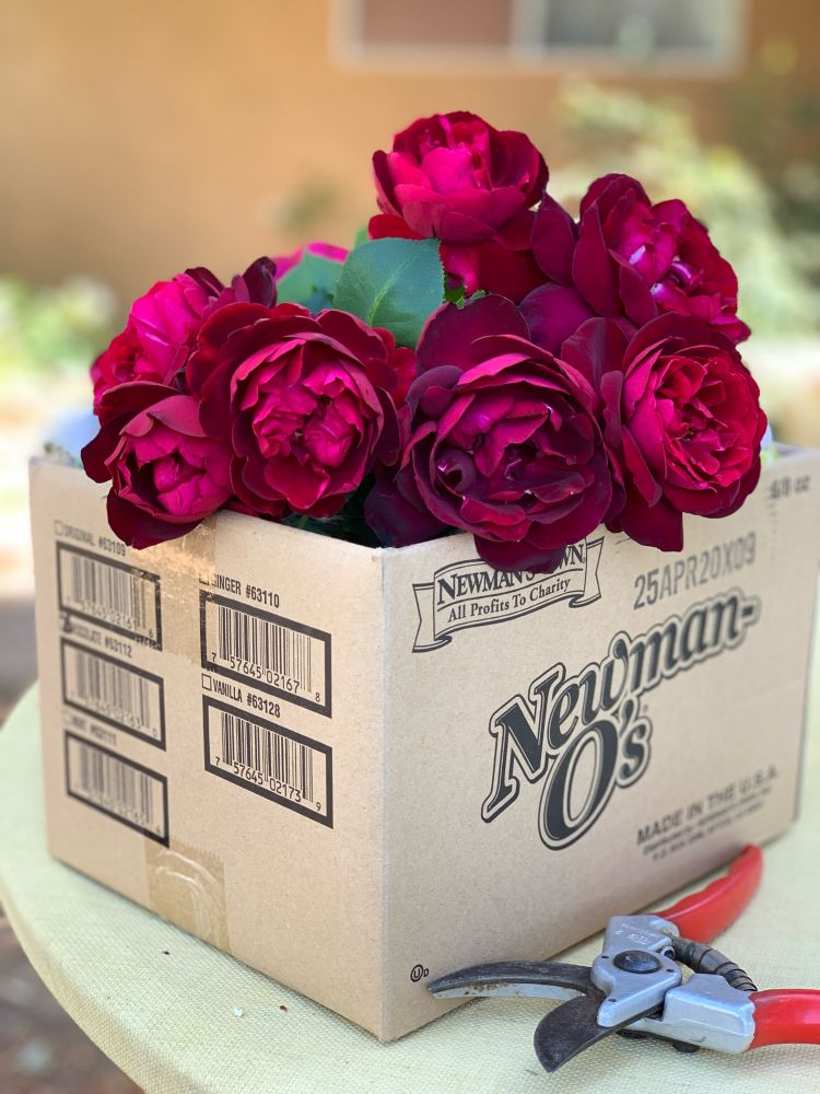 A cardboard box full of deep red roses. 