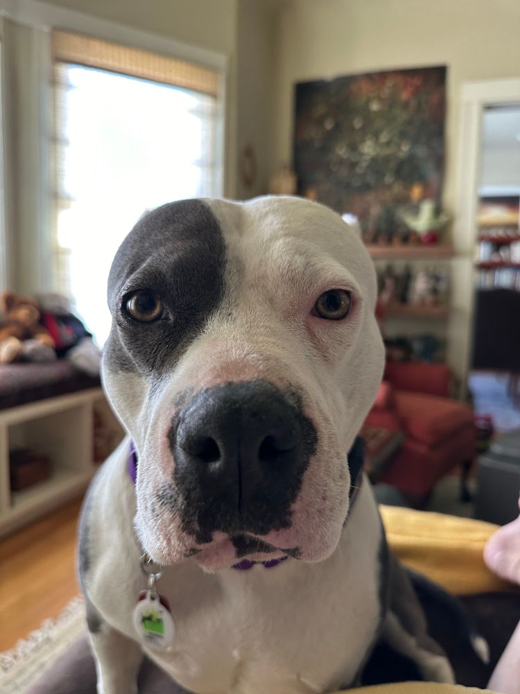 Closeup of white and dark grey pit bull dog peering straight ahead at the photographer with a cool assessing look. 