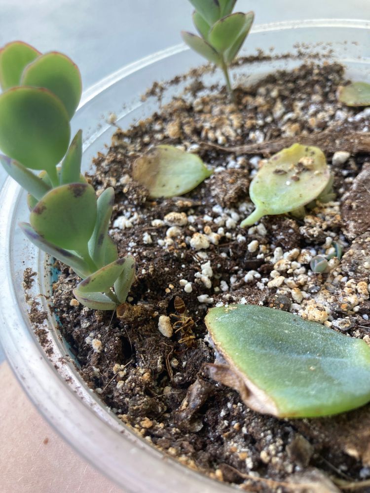 Tiny, yellow striped wasp dead on its back, next to some succulents