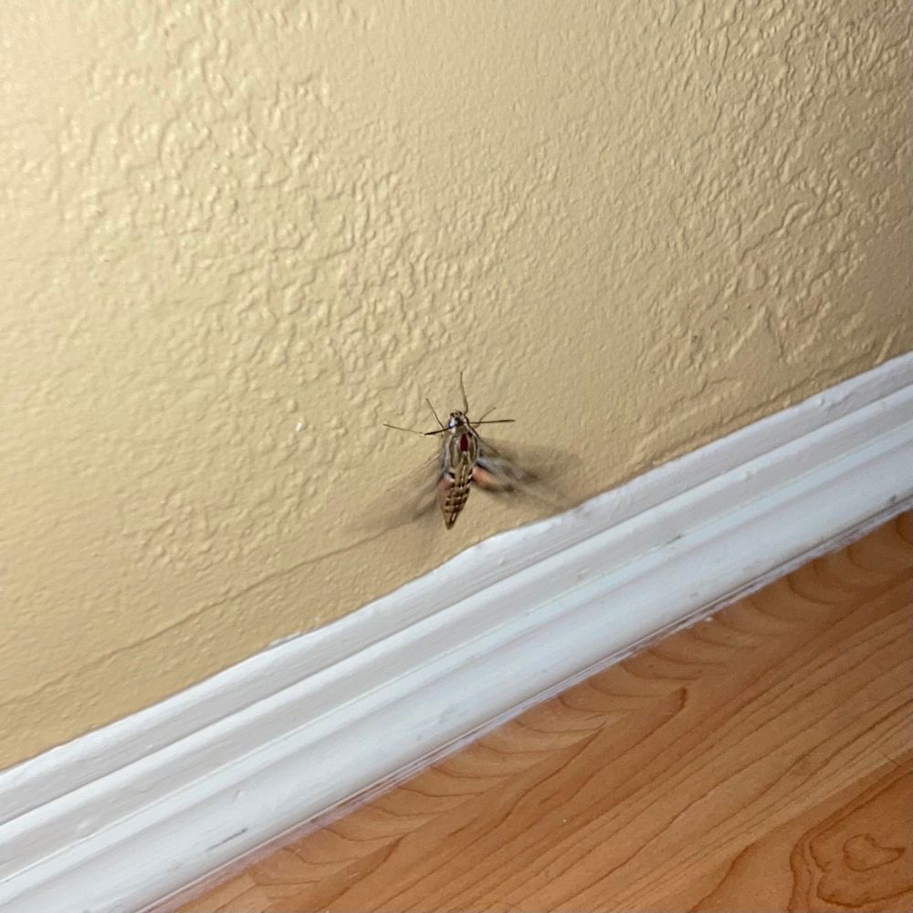 Freaked out, fluttering hummingbird moth perched on my wall 