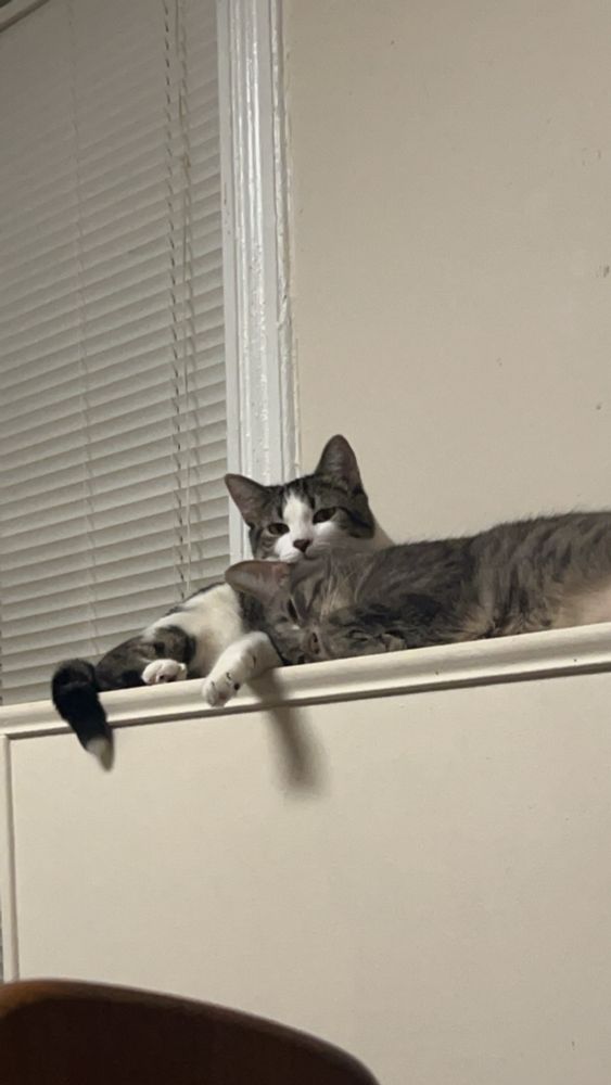 My cats! 