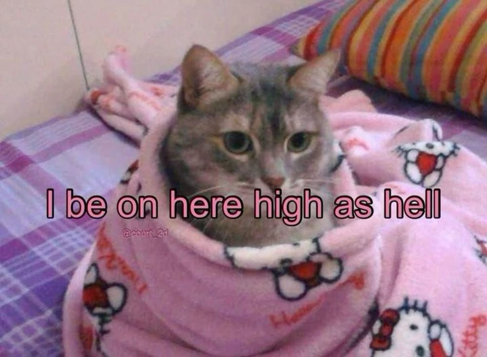 A cat wrapped in a pink hello kitty blanket reading “ I be on here high as hell” 