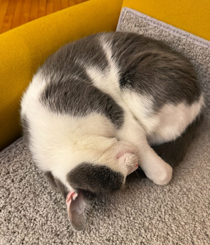 Sleepy cat curled up. 