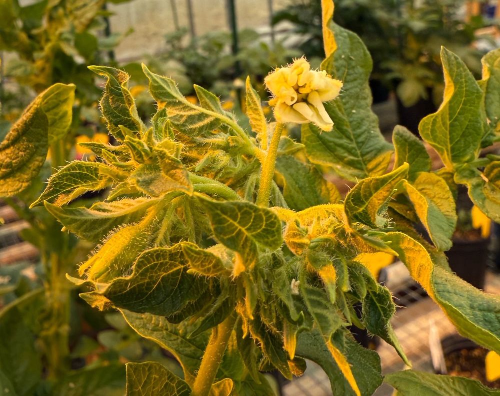 Leafy potato flower.