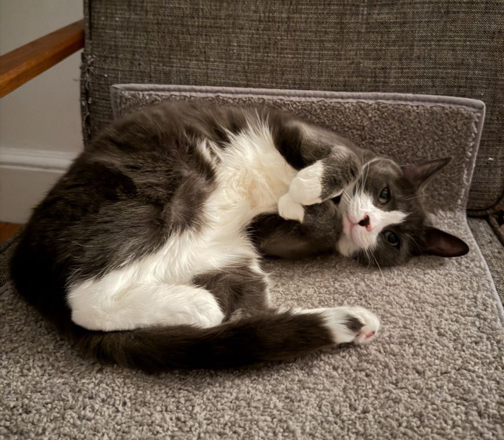 Cat sitting on a “throne”.