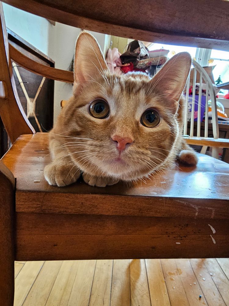Orange cat on a chair