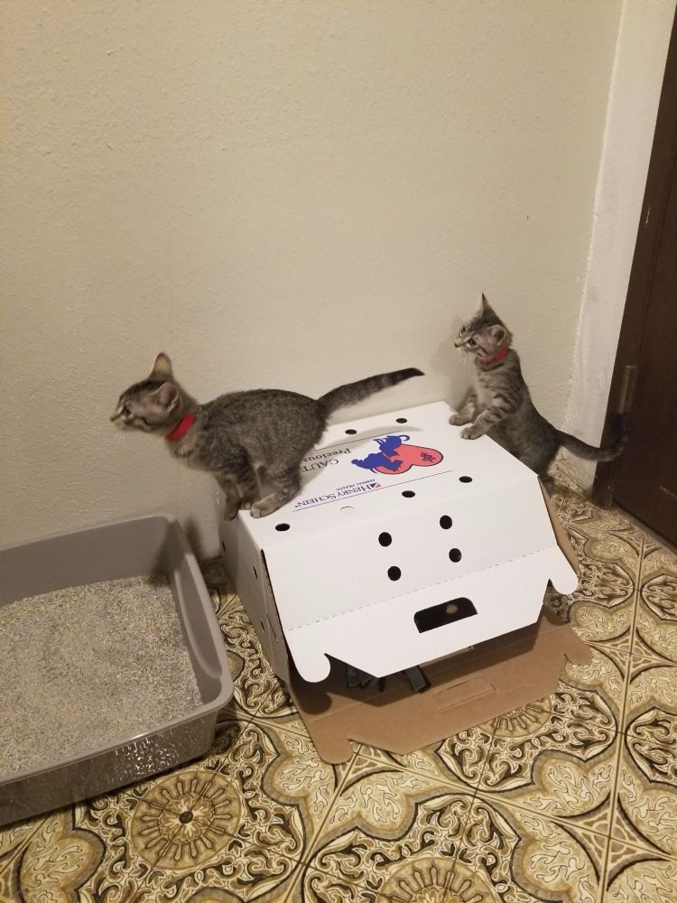 Two kittens named Lexie and Shelby explore their new home by emering from their carrier box next to the litter tray.